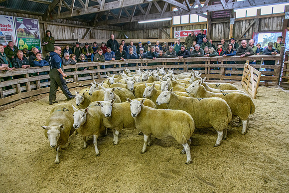 261005 Lairg Sale 080