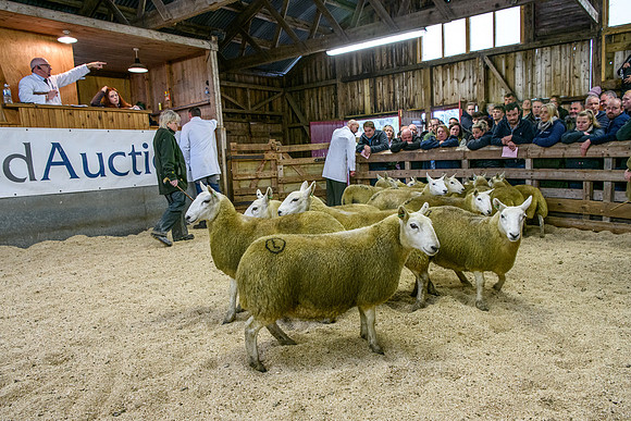 261005 Lairg Sale 046