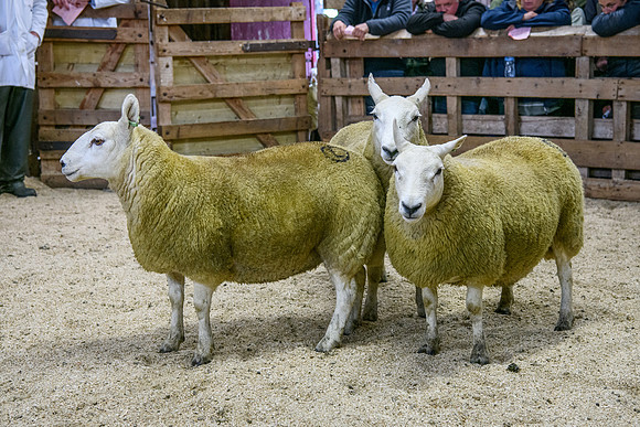 261005 Lairg Sale 034