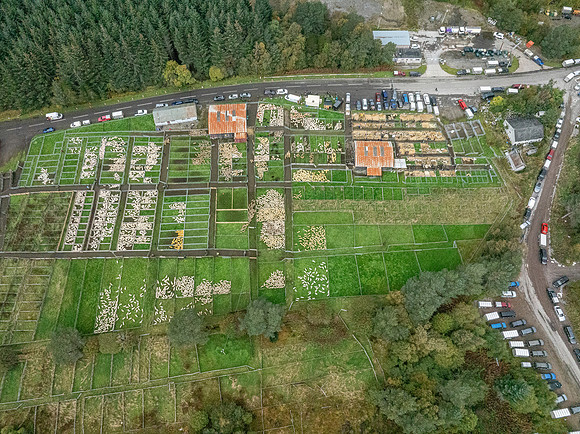261005 Lairg Sale 114