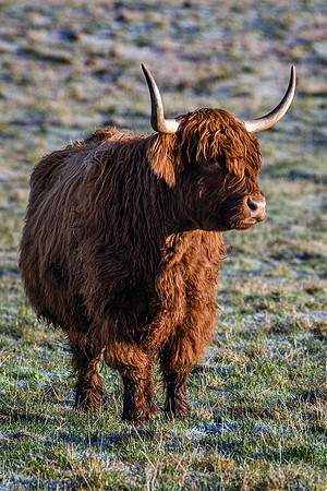 201228 Highlanders 003