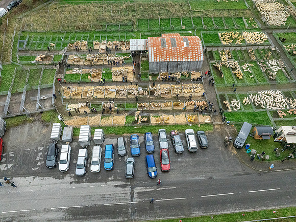 261005 Lairg Sale 092