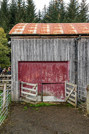 261005 Lairg Sale 060