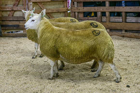 261005 Lairg Sale 036