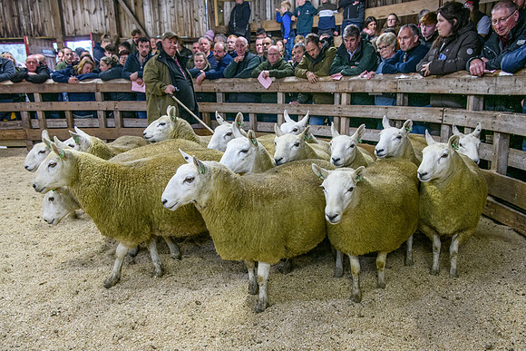 261005 Lairg Sale 043