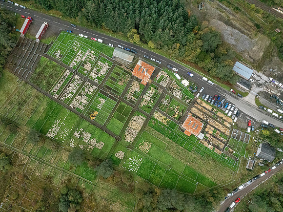 261005 Lairg Sale 111