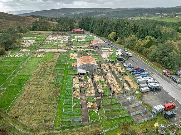 261005 Lairg Sale 084