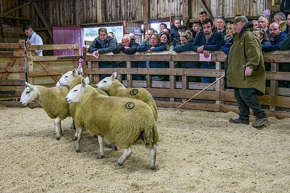261005 Lairg Sale 039