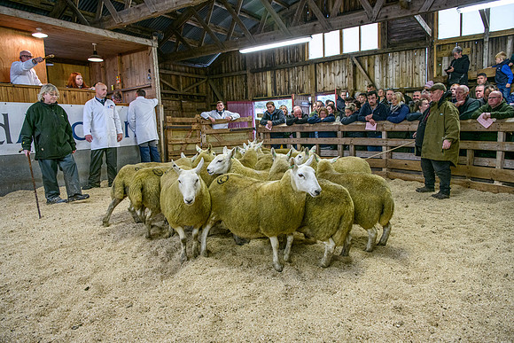 261005 Lairg Sale 049