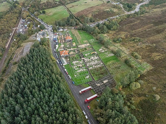 261005 Lairg Sale 124