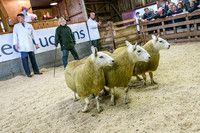 261005 Lairg Sale 019