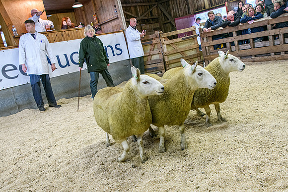 261005 Lairg Sale 019