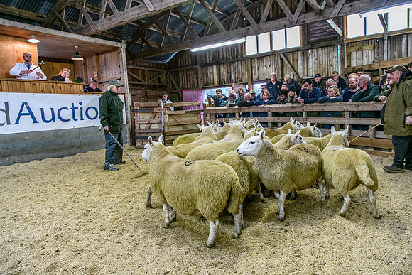 261005 Lairg Sale 068