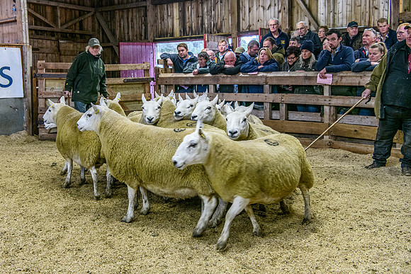 261005 Lairg Sale 066