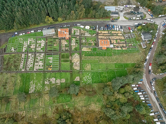 261005 Lairg Sale 112
