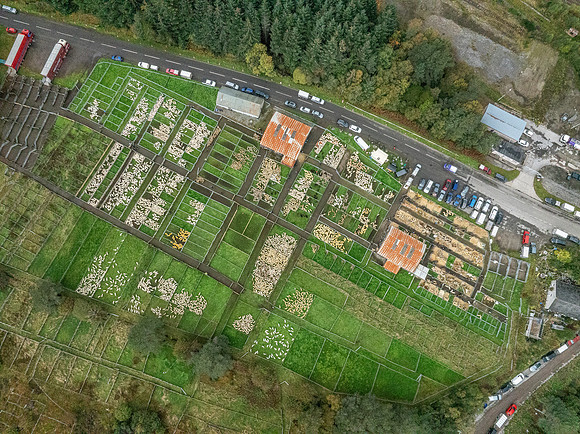 261005 Lairg Sale 110
