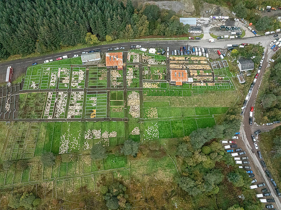 261005 Lairg Sale 115