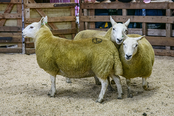 261005 Lairg Sale 032