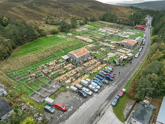 261005 Lairg Sale 090