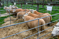 261005 Lairg Sale 005