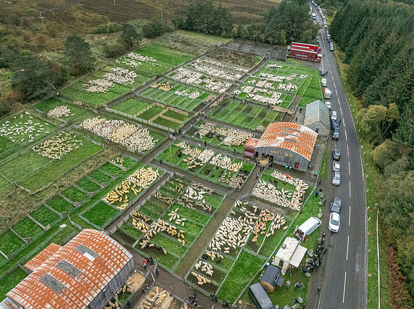 261005 Lairg Sale 098