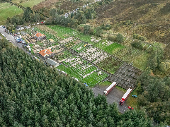 261005 Lairg Sale 128