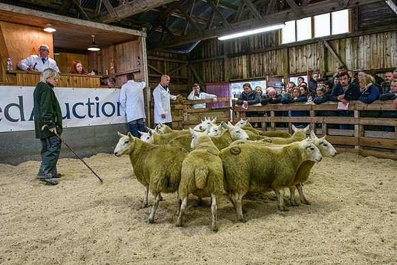 261005 Lairg Sale 052