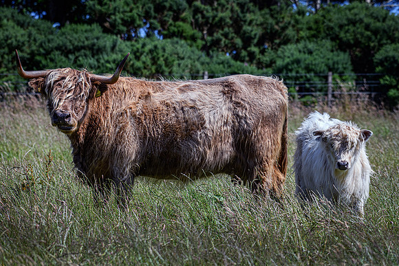 220712 Highland Cattle 030
