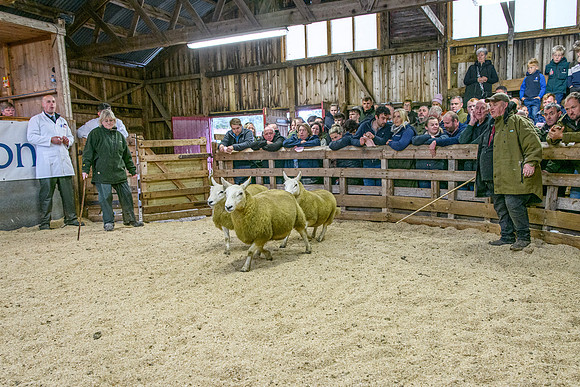 261005 Lairg Sale 027