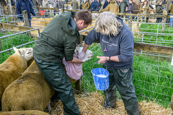 261005 Lairg Sale 003