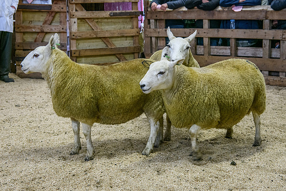 261005 Lairg Sale 035