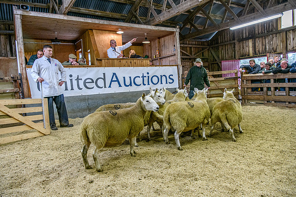 261005 Lairg Sale 071