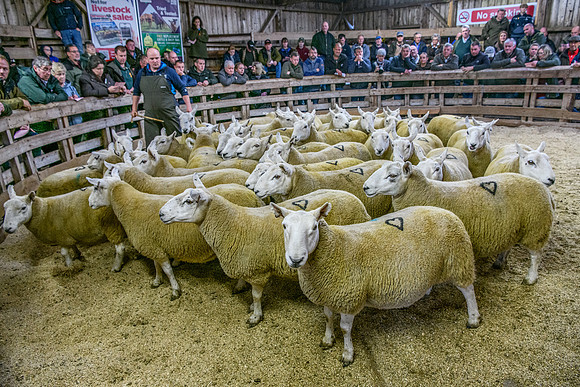 261005 Lairg Sale 079
