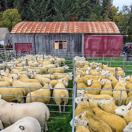 261005 Lairg Sale 011