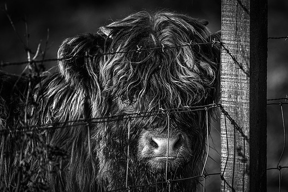 201228 Highlanders 044_1