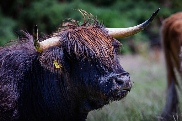 220712 Highland Cattle 061