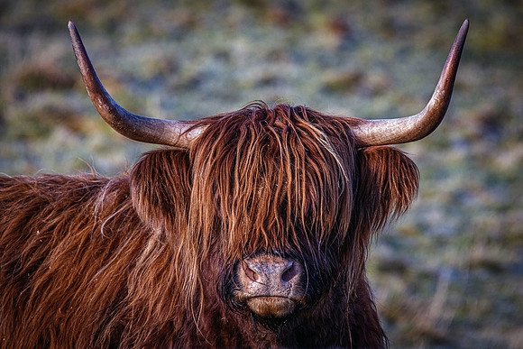 201228 Highlanders 018