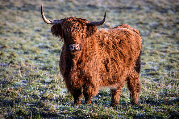 201228 Highlanders 006