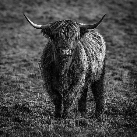 201228 Highlanders 016_1