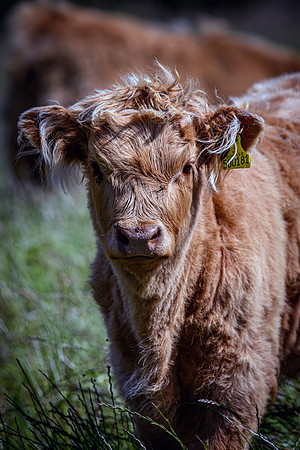 220712 Highland Cattle 039