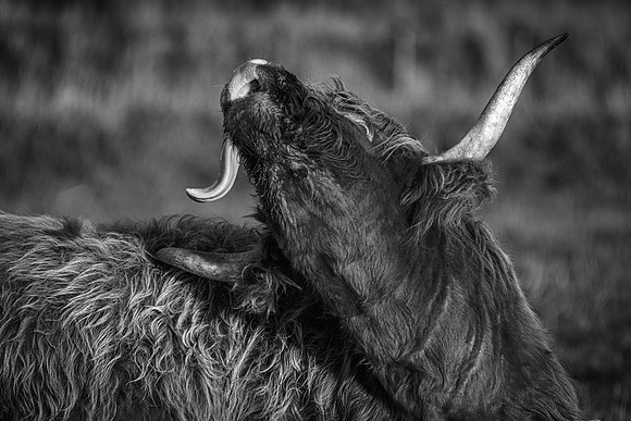201228 Highlanders 065_1