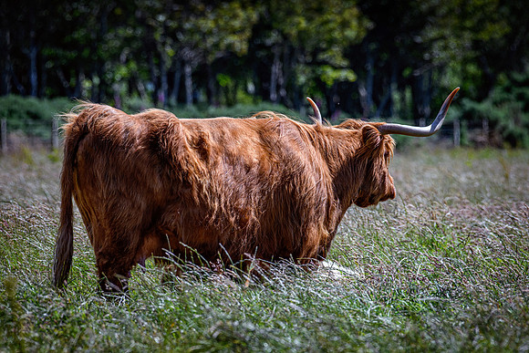 220712 Highland Cattle 078