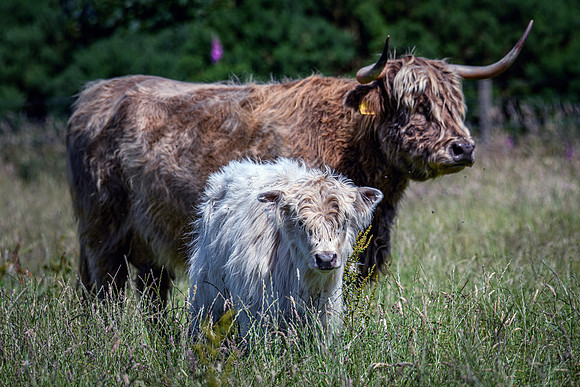 220712 Highland Cattle 074