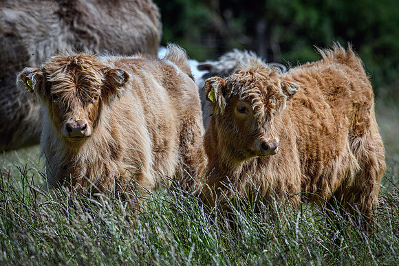 220712 Highland Cattle 013