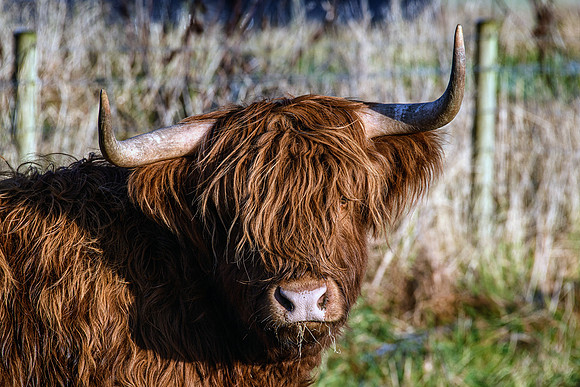 201228 Highlanders 001