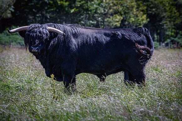 220712 Highland Cattle 036
