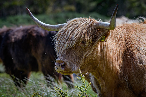 220712 Highland Cattle 026