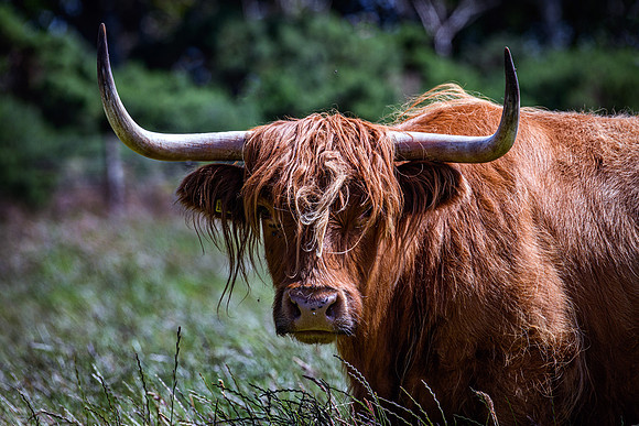 220712 Highland Cattle 015