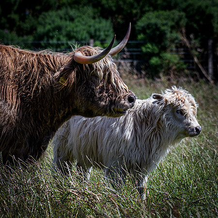 220712 Highland Cattle 031