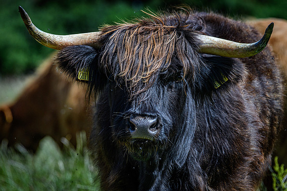 220712 Highland Cattle 046